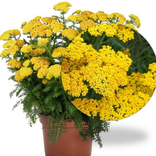 Achillea millefolium 'Skysail Yellow' - Harilik raudrohi 'Skysail Yellow' P9/0,55L